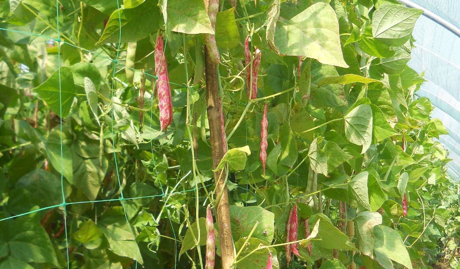 Consorzio Tutela Fagiolo di Lamon - Il Consorzio - Aziende - Azienda Agricola Vedana Lilia