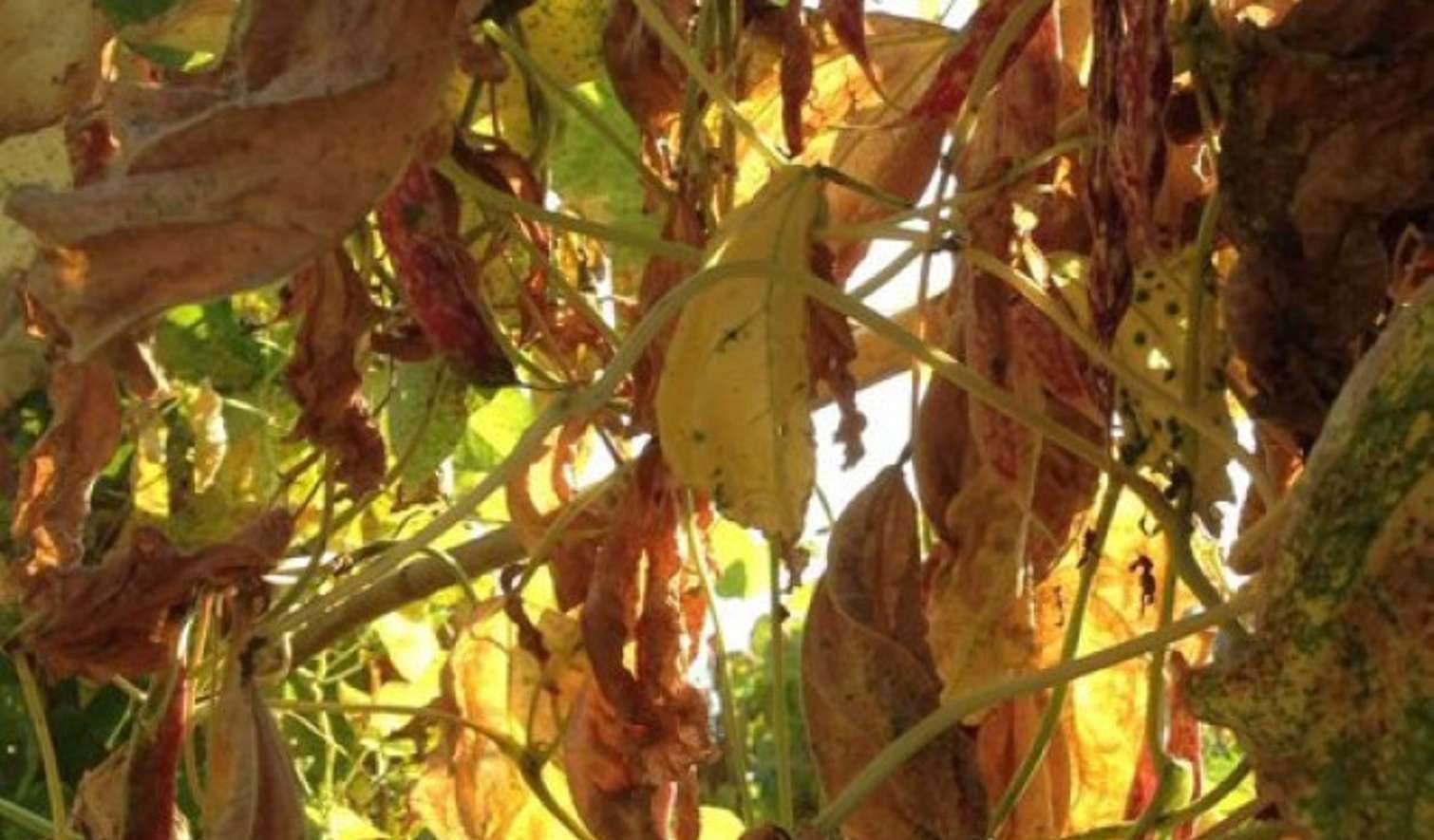 Consorzio Tutela Fagiolo di Lamon - Il Consorzio - Aziende - Zaetta