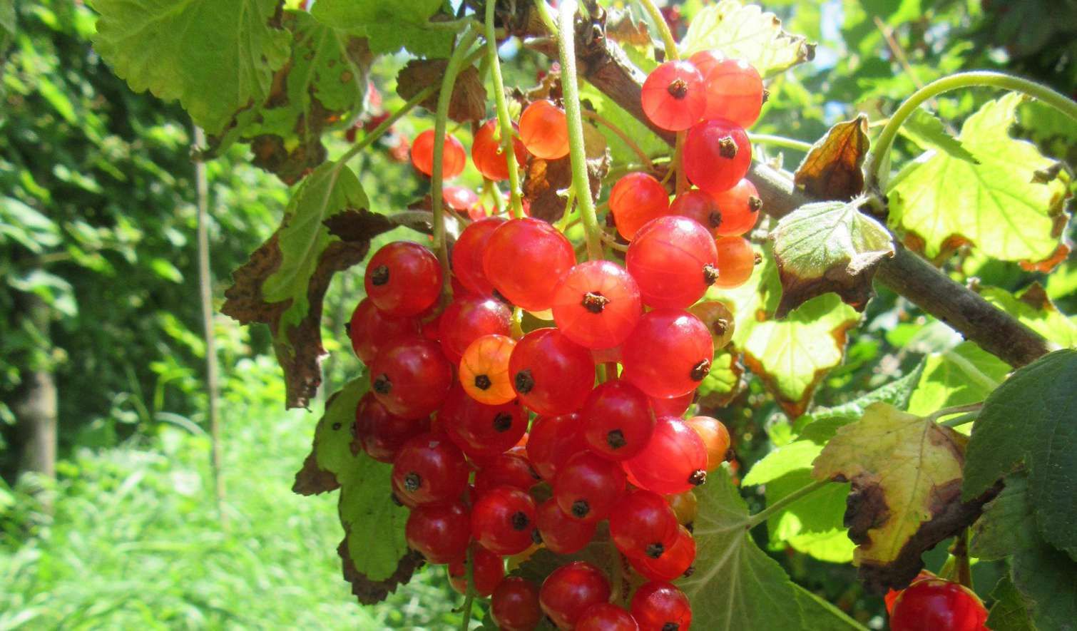 Consorzio Tutela Fagiolo di Lamon - Il Consorzio - Aziende - Azienda Agricola Vedana Lilia
