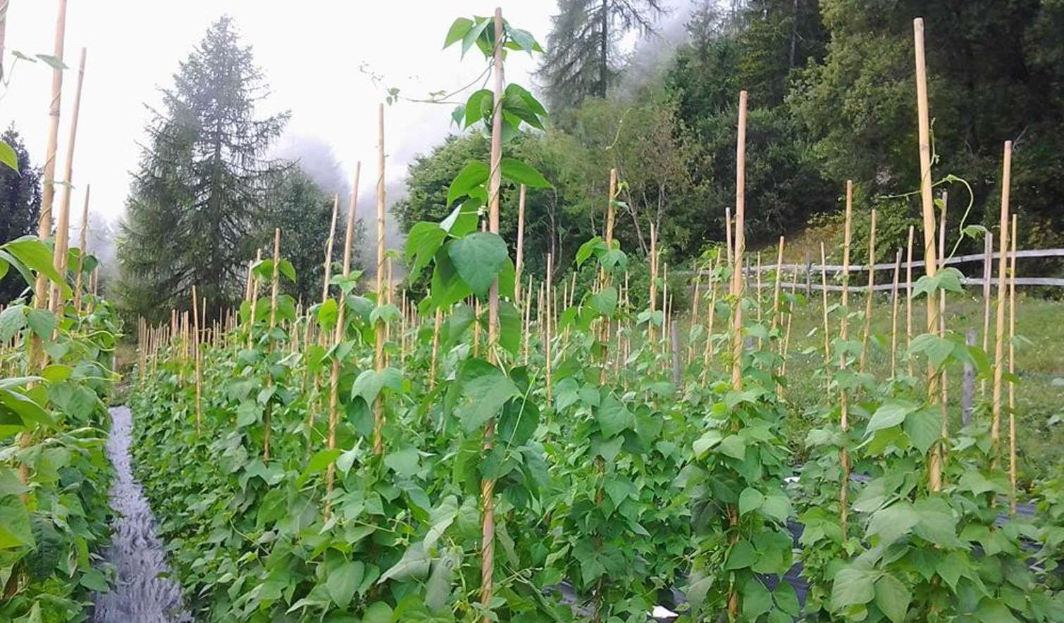 Consorzio Tutela Fagiolo di Lamon - Il Consorzio - Aziende - Sul dorso di Lan