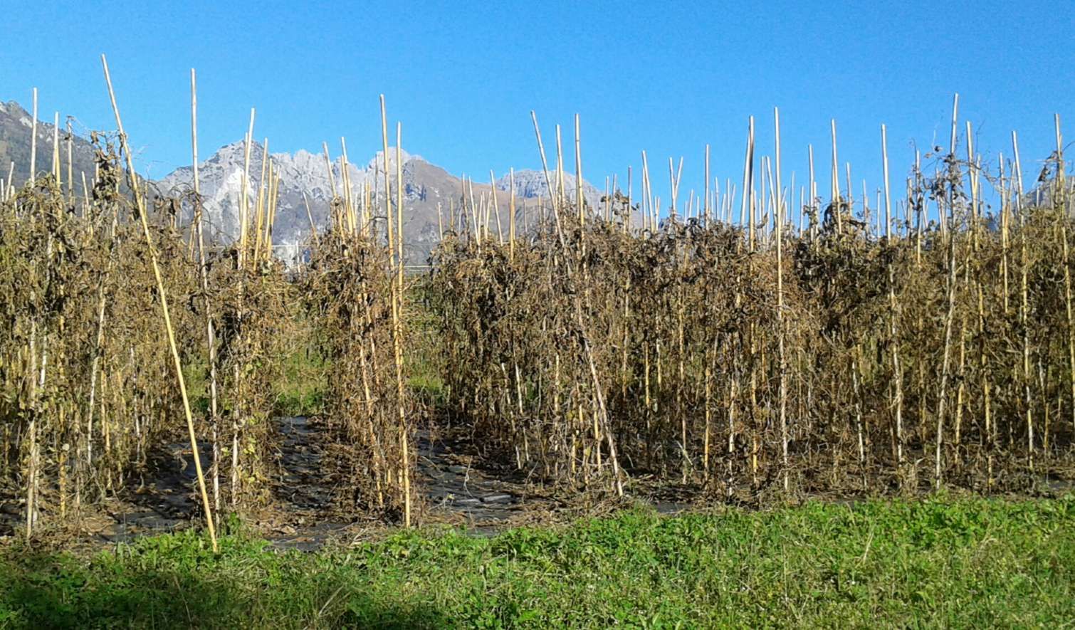 Consorzio Tutela Fagiolo di Lamon -  Il Consorzio - Aziende - Terra Viva