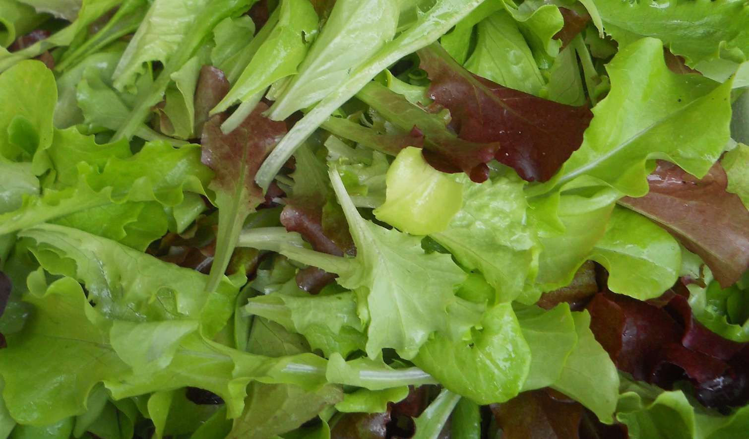 Consorzio Tutela Fagiolo di Lamon - Il Consorzio - Aziende - Azienda Agricola Vedana Lilia