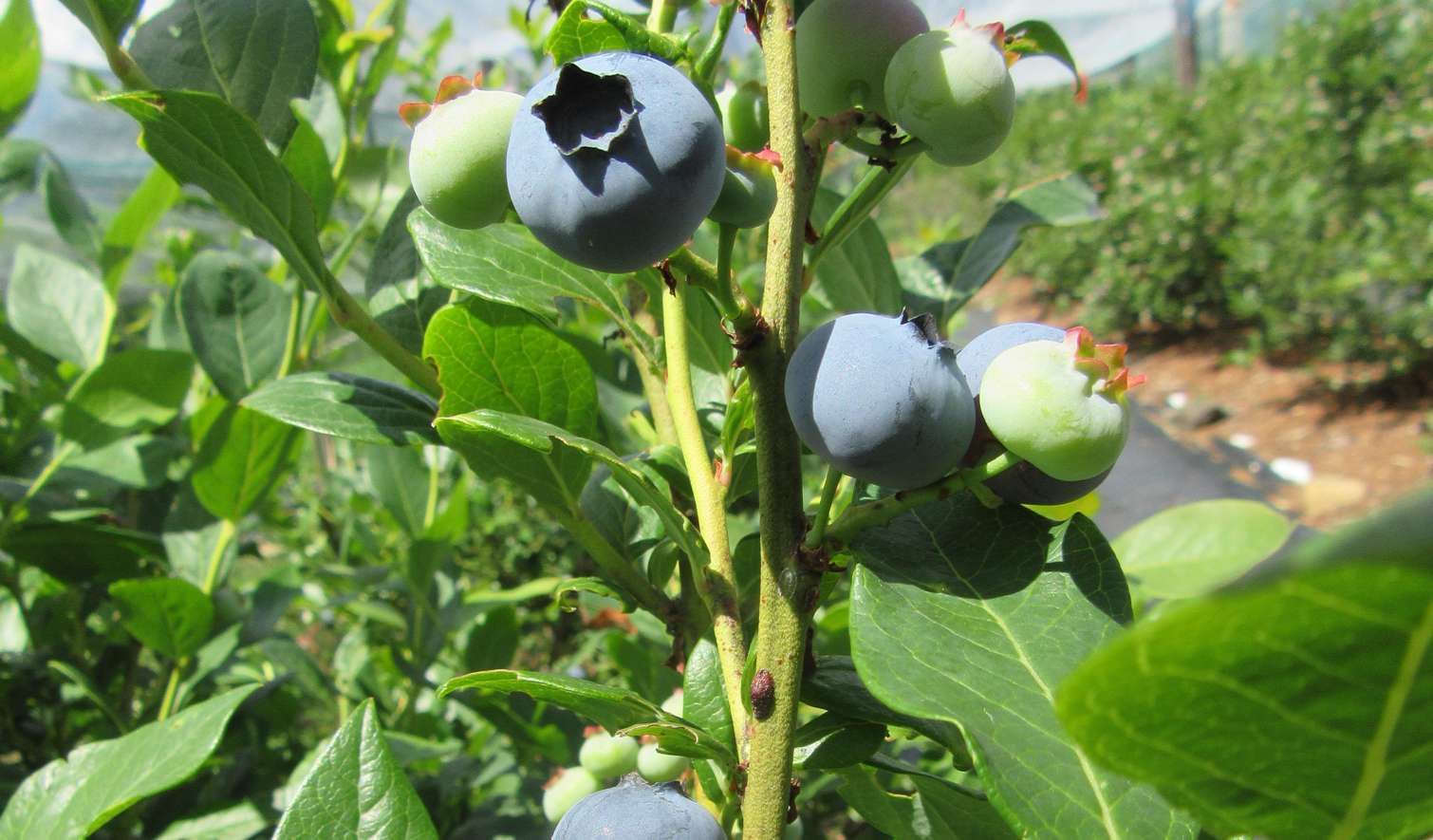Consorzio Tutela Fagiolo di Lamon - Il Consorzio - Aziende - Azienda Agricola Vedana Lilia