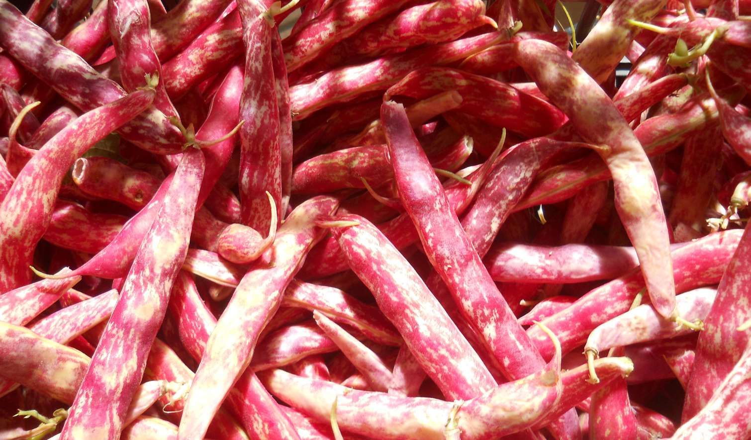 Consorzio Tutela Fagiolo di Lamon - Il Consorzio - Aziende - Azienda Agricola Vedana Lilia