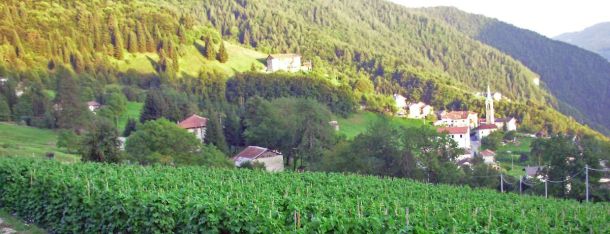 Consorzio Tutela Fagiolo di Lamon - Il territorio -  Coltivazione di fagioli 