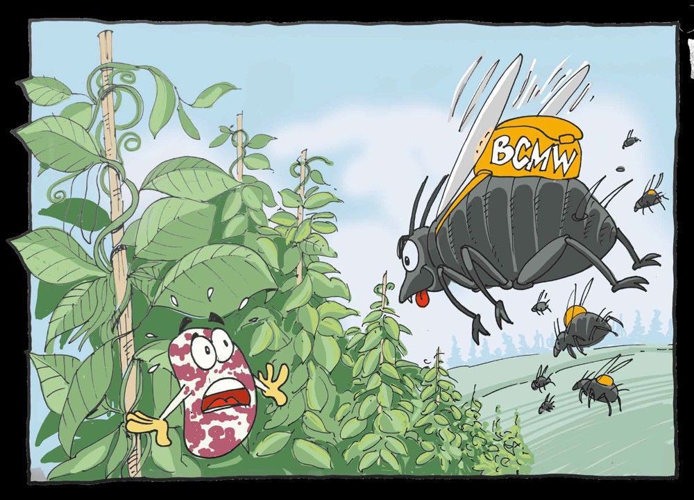 Progetto FALARES - Fagiolo di Lamon