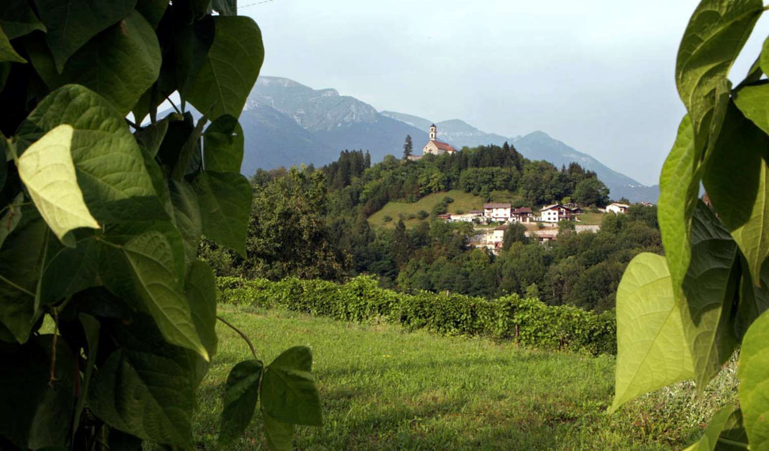 Consorzio Tutela Fagiolo di Lamon -  Il Consorzio - Aziende - Azienda agricola Al Belvedere 